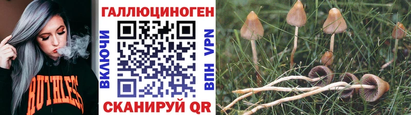 даркнет сайт  Димитровград  Псилоцибиновые грибы Psilocybine cubensis 